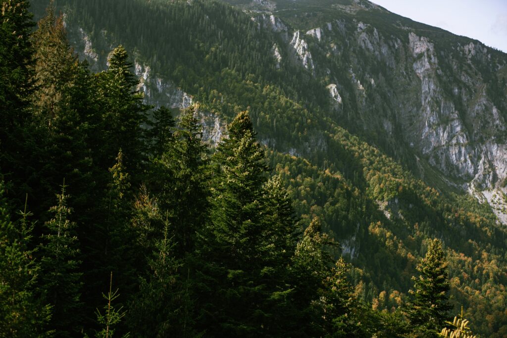 Scenic view of pine forests against rugged mountain backdrop. Perfect nature escape.